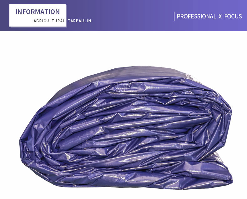 enfoque profesional x